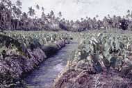 vaimea