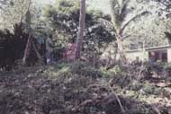 tafatu'u